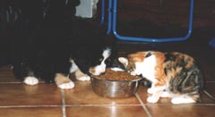 Tom Pouce et Mimine